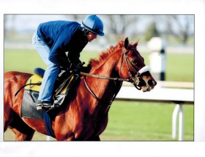 Thoroughbred Racehorse Visionaire trained by Michael R. Matz with exercise rider Ray Handal. Photographed by Matt Wooley. Handal Racing